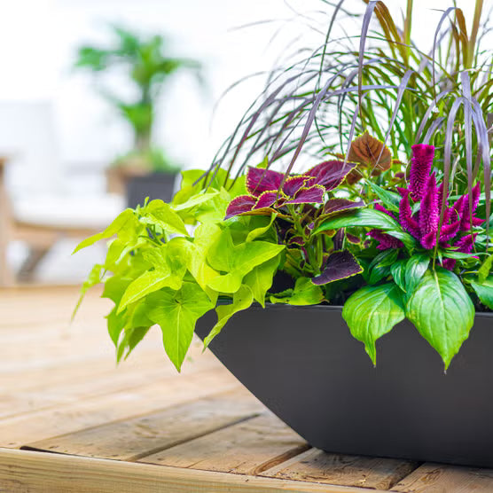 Evolve Square Bowl Planter 24-Inch 2-Pack with Drip Trays