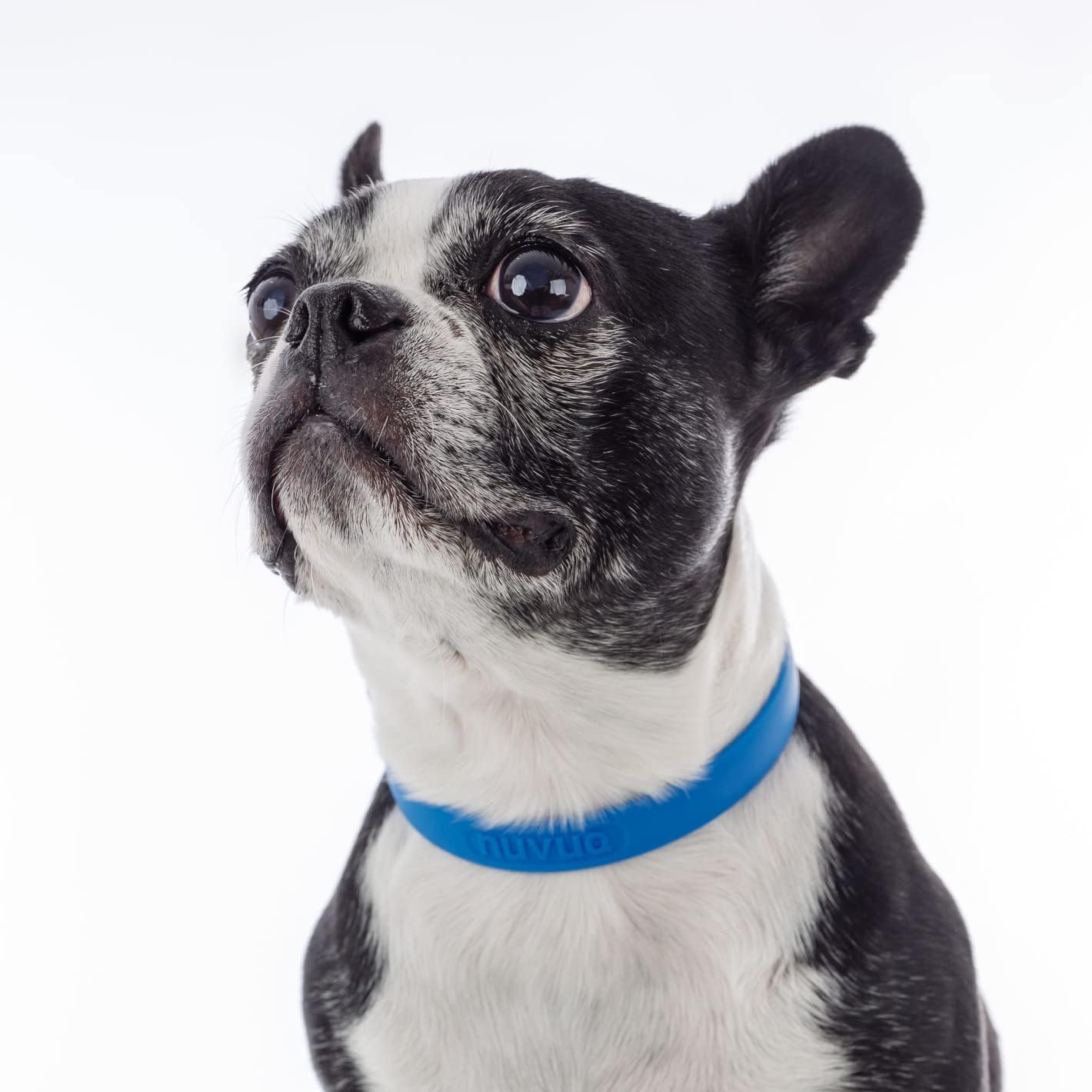 Waterproof Dog Collar - Durable, Comfortable and Adjustable Silicone Dog Collar with Wear Resistant Buckle and ID Tag Ring for Small Dogs by Nuvuq (Black, Small)