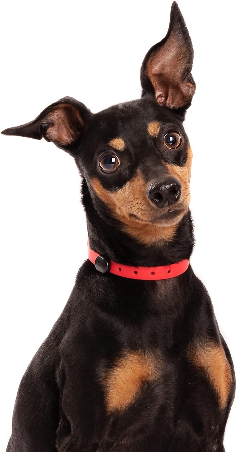 Waterproof Dog Collar - Durable, Comfortable and Adjustable Silicone Dog Collar with Wear Resistant Buckle and ID Tag Ring for Small Dogs by Nuvuq (Black, Small)