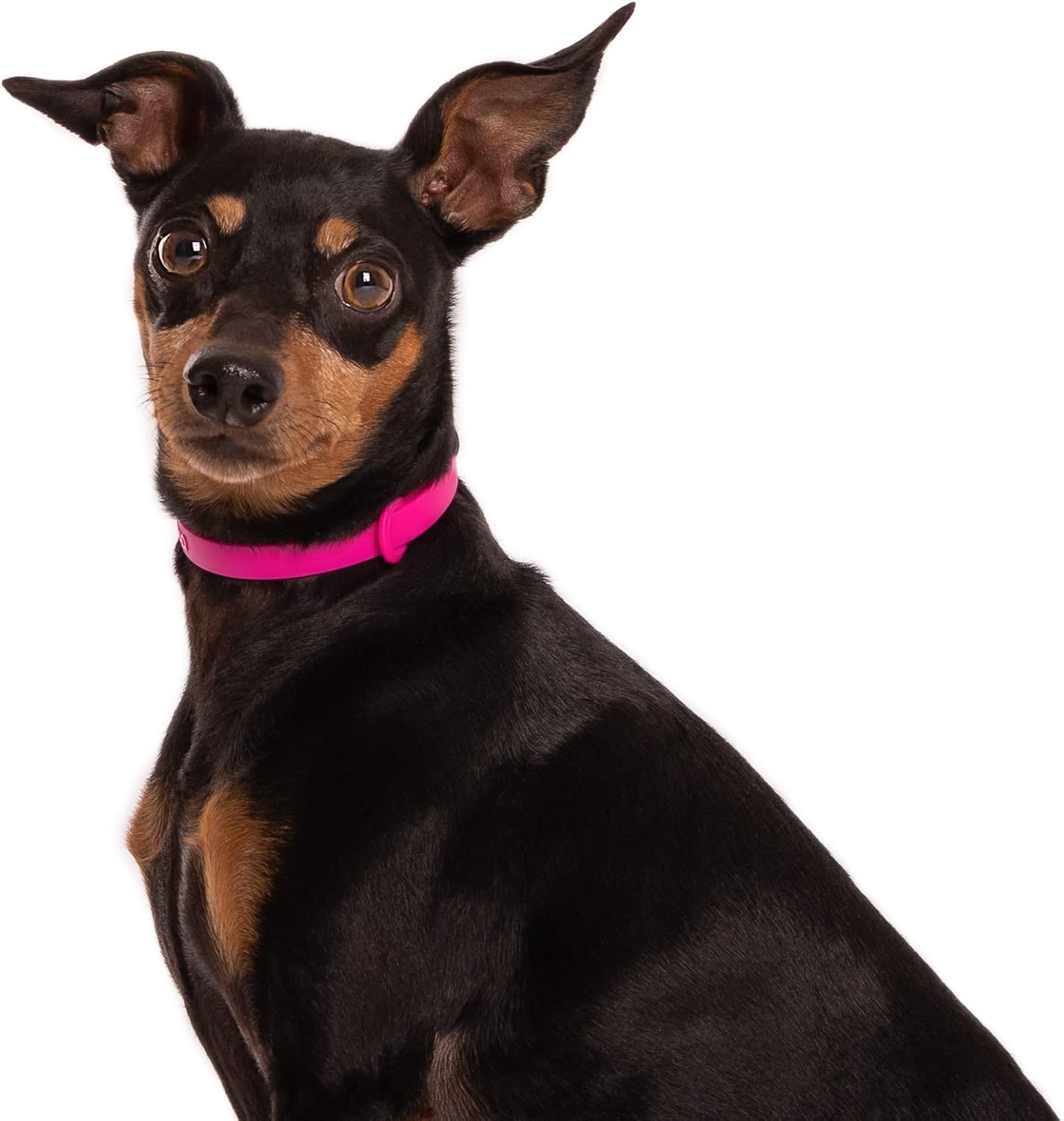 Waterproof Dog Collar - Durable, Comfortable and Adjustable Silicone Dog Collar with Wear Resistant Buckle and ID Tag Ring for Small Dogs by Nuvuq (Black, Small)