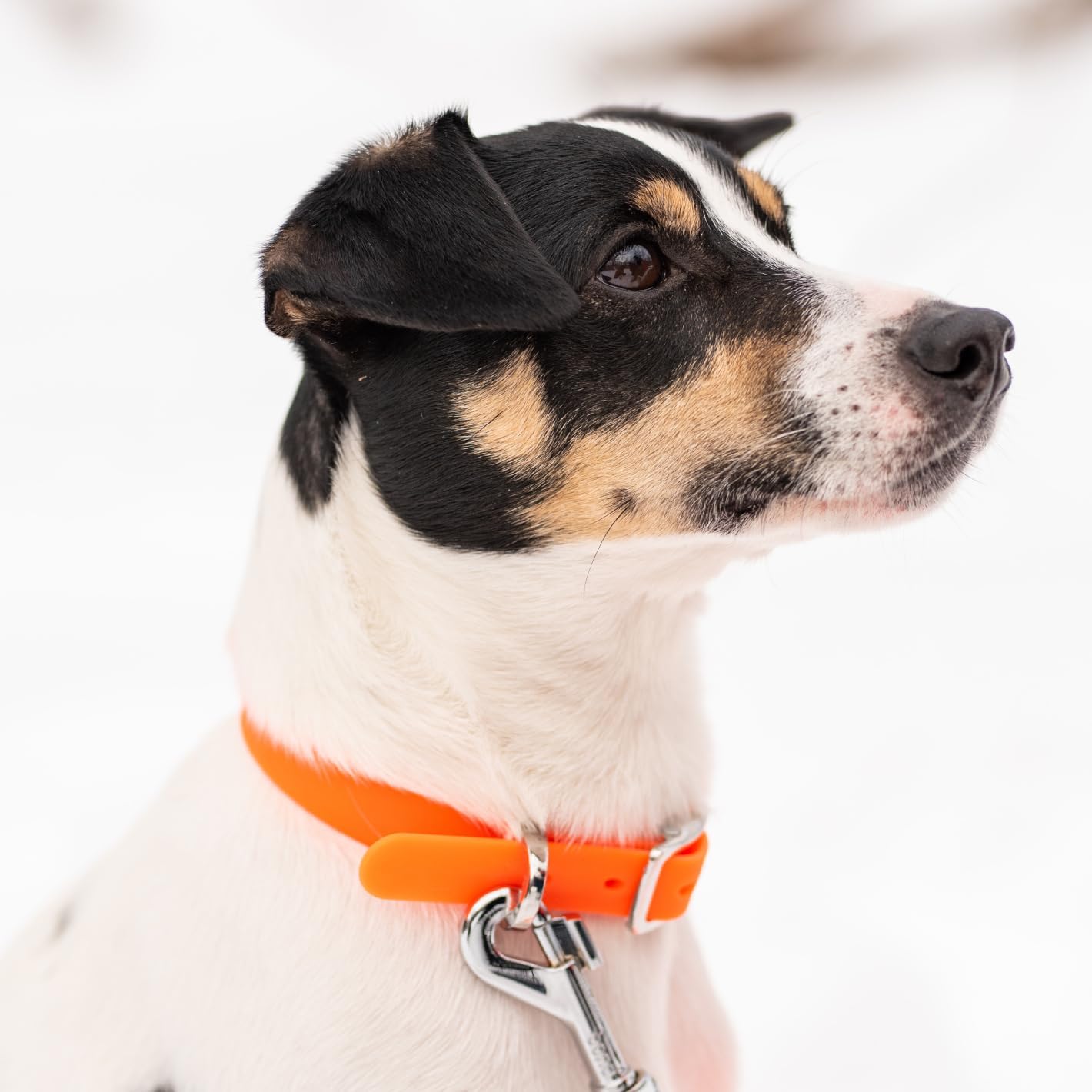 Bond Pet Waterproof Dog Collar - Durable, Comfortable, Adjustable, Wear Resistant and Easy to Clean for Puppies and XSmall Dogs (Orange, XSmall)