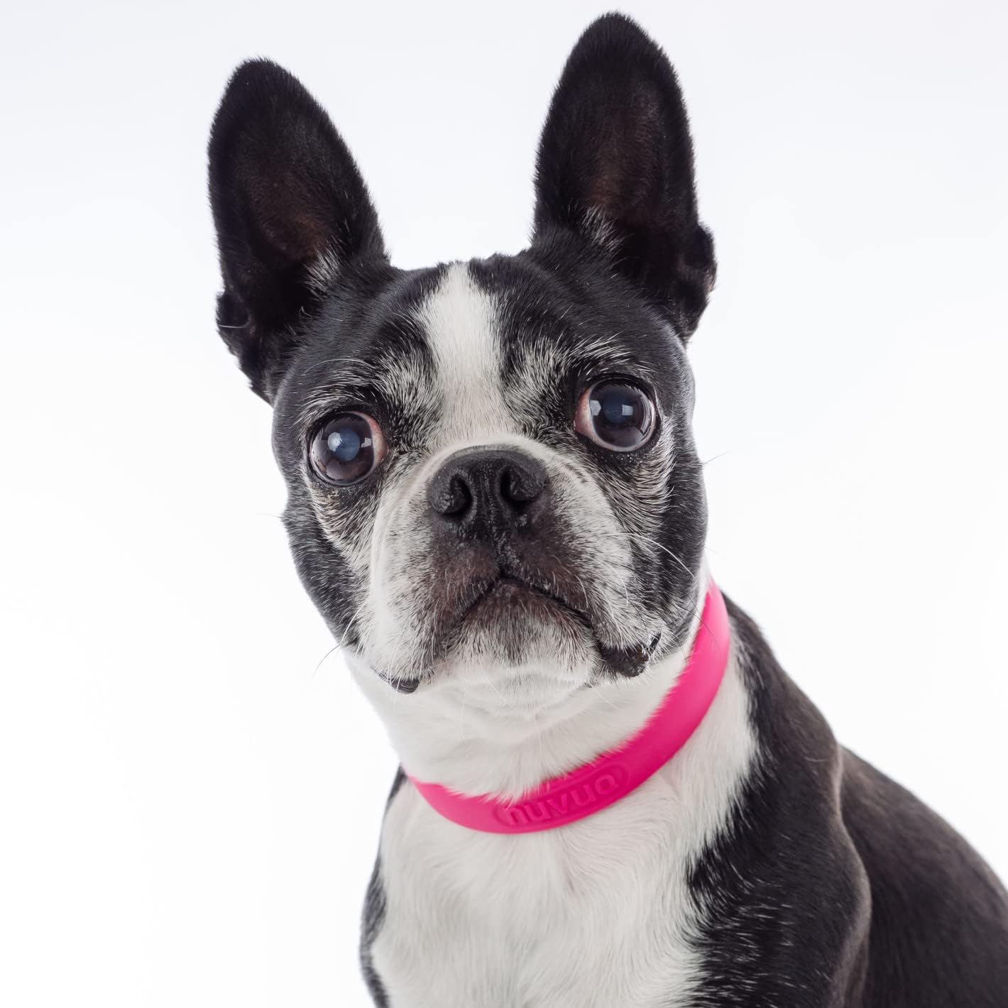 Waterproof Dog Collar - Durable, Comfortable and Adjustable Silicone Dog Collar with Wear Resistant Buckle and ID Tag Ring for Small Dogs by Nuvuq (Black, Small)