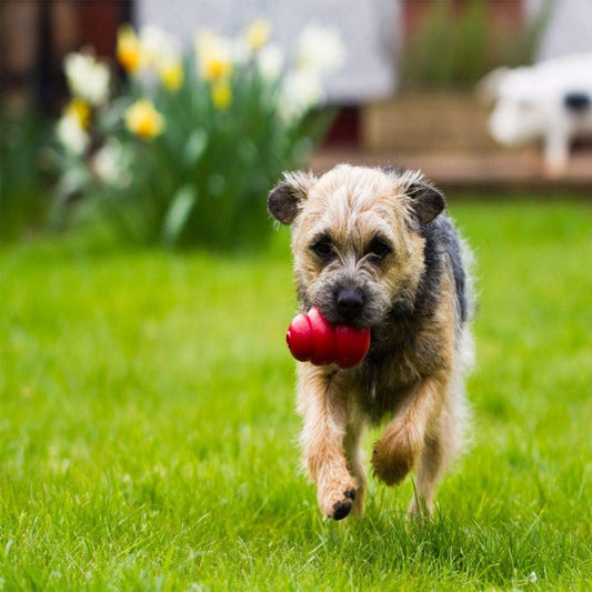 KONG Classic Medium Dog Toy Red Medium Pack of 2 - PuriLite