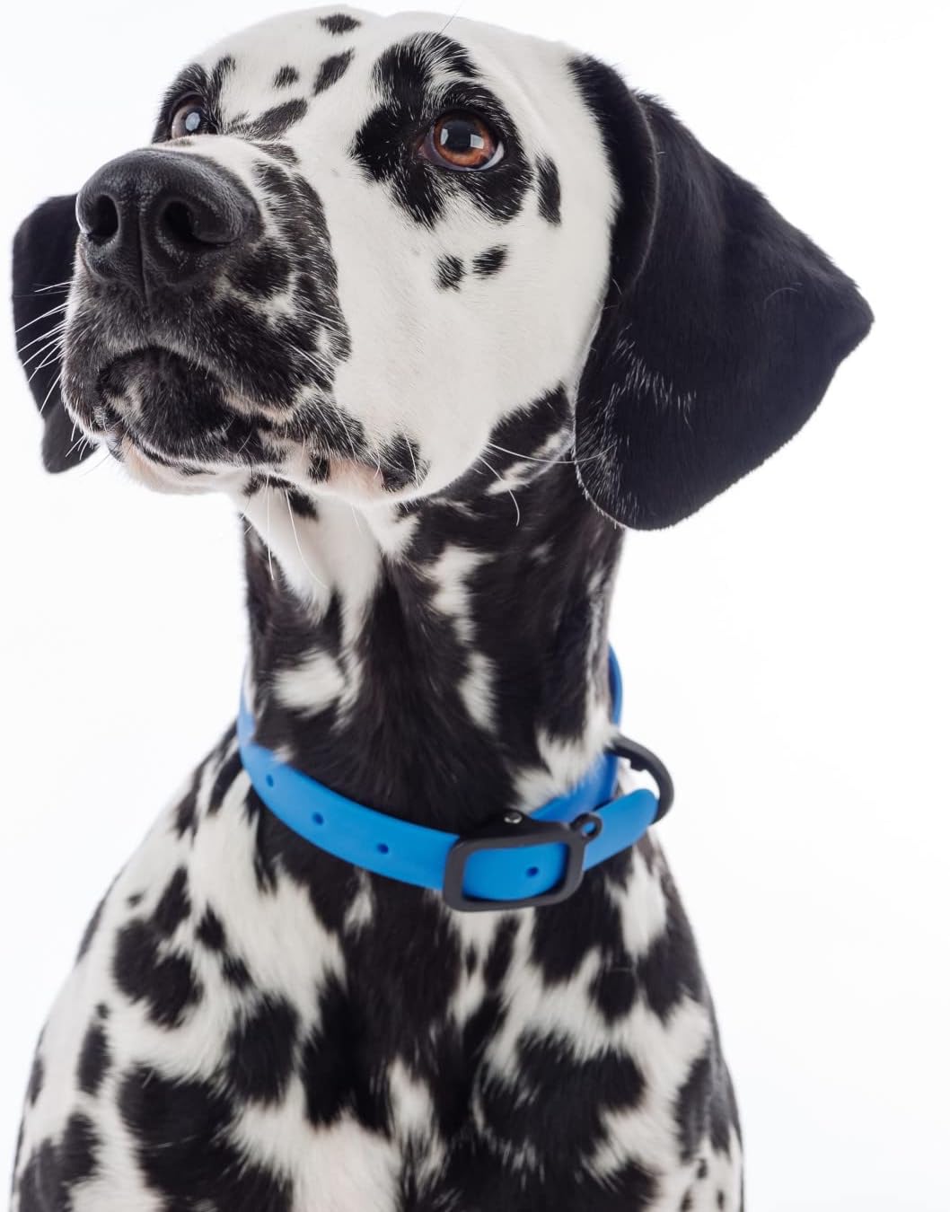 Waterproof Dog Collar - Durable, Comfortable and Adjustable Silicone Dog Collar with Wear Resistant Buckle and ID Tag Ring for Small Dogs by Nuvuq (Black, Small)