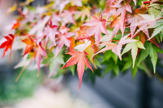 300+ Bonsai Tree Seeds – 10 Popular Varieties of Non GMO Heirloom Bonsai Seeds Red Maple, elm Tree, Blue Spruce, Black Spruce, Black Pine, Wisteria, Sakura, Flame Tree, Bauhinia, Dawn Redwood - PuriLite