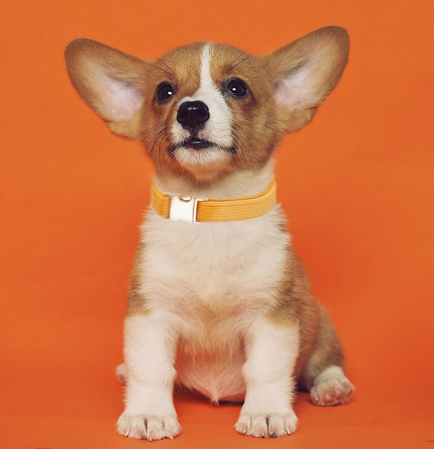 YUDOTE Soft Cotton Dog Collar with Metal Buckle Adjustable Heavy Duty Comfy Corduroy Collars for Small Medium Large Dogs,Black,Small