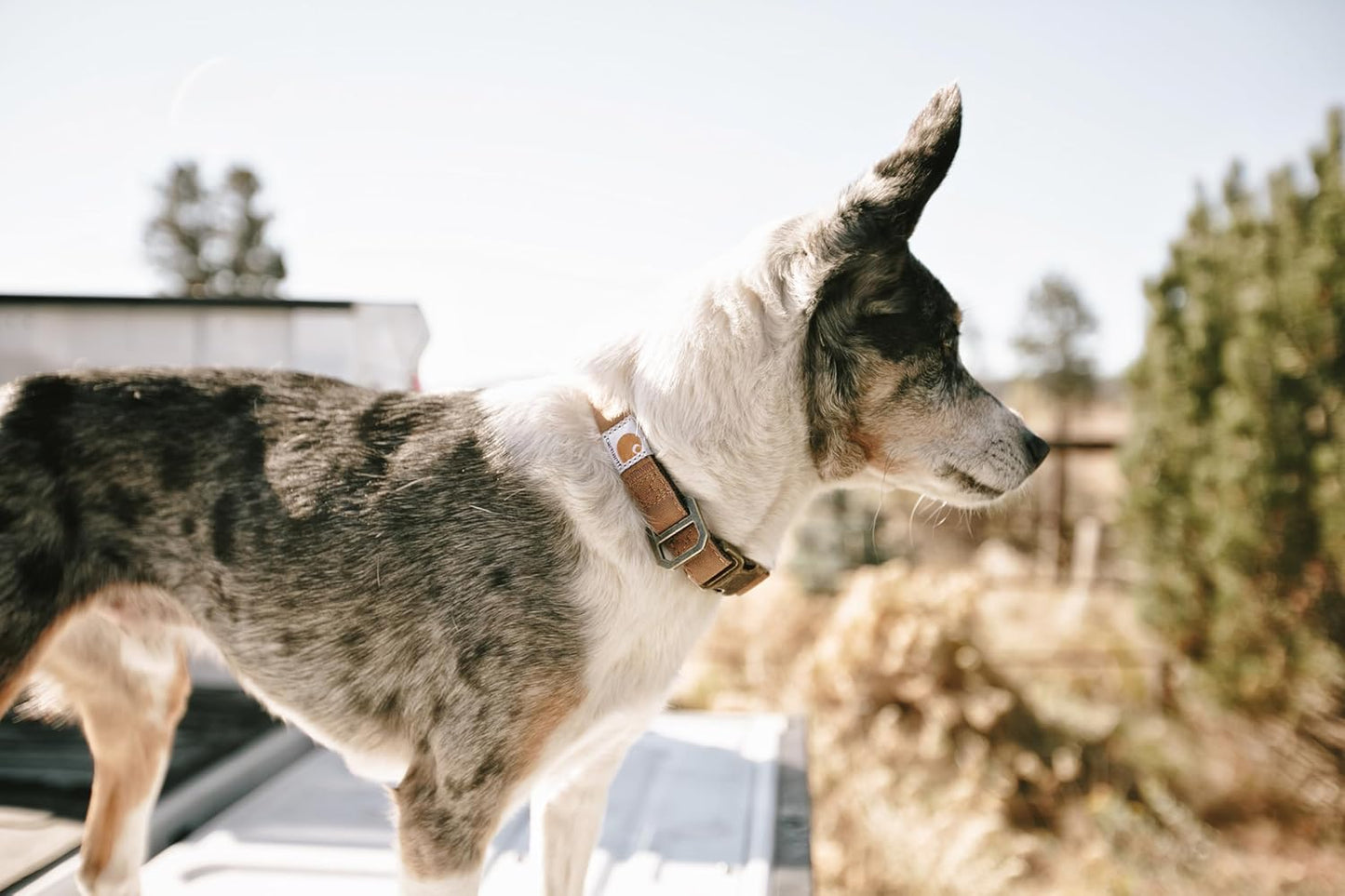 Carhartt Journeyman Dog Collar, Premium Rugged Construction Pet Collar