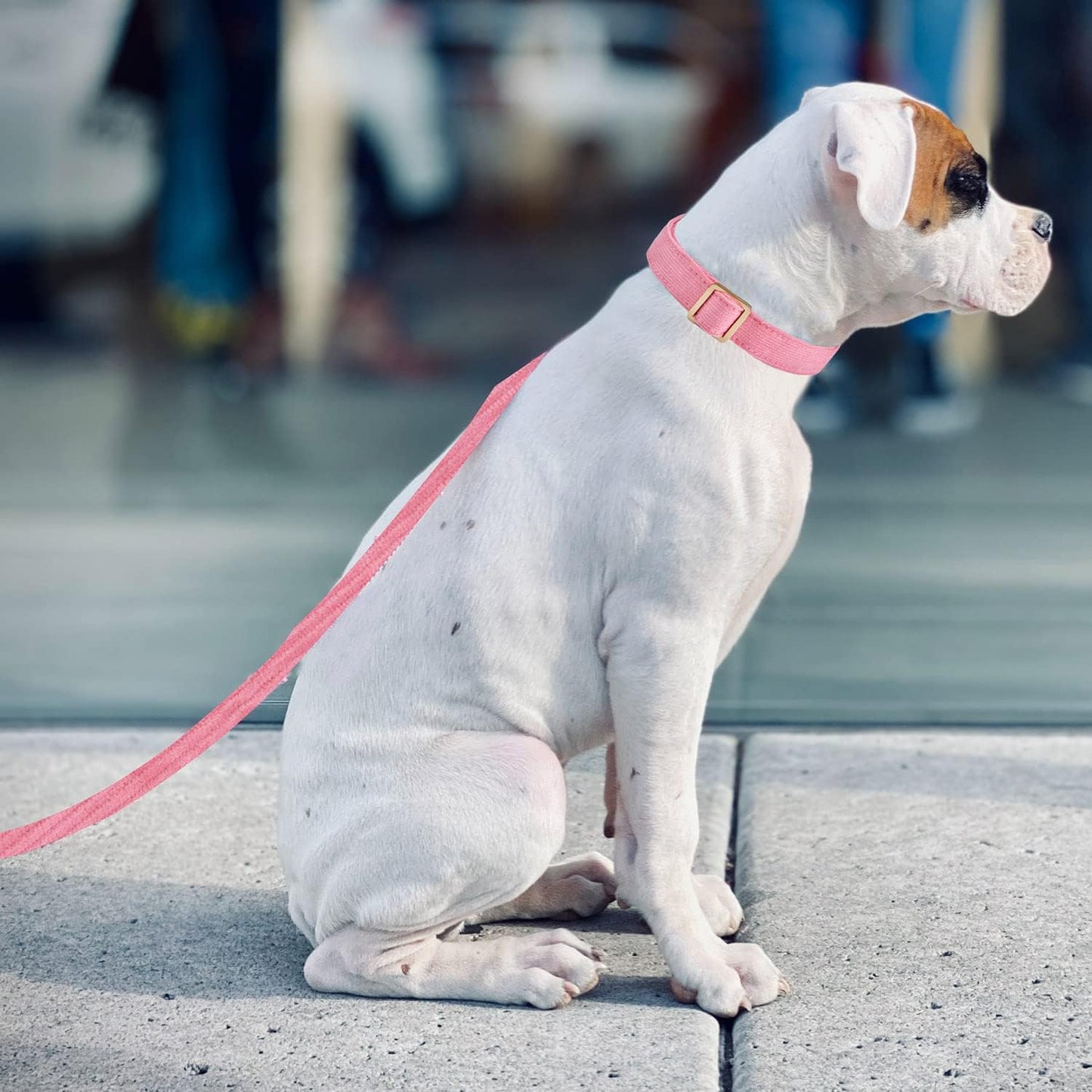 YUDOTE Soft Cotton Dog Collar with Metal Buckle Adjustable Heavy Duty Comfy Corduroy Collars for Small Medium Large Dogs,Black,Small