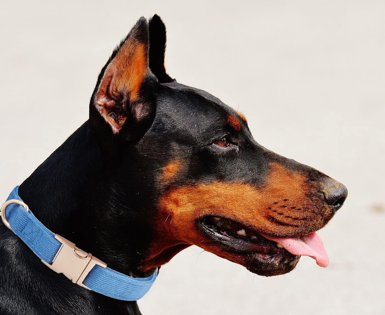 YUDOTE Soft Cotton Dog Collar with Metal Buckle Adjustable Heavy Duty Comfy Corduroy Collars for Small Medium Large Dogs,Black,Small