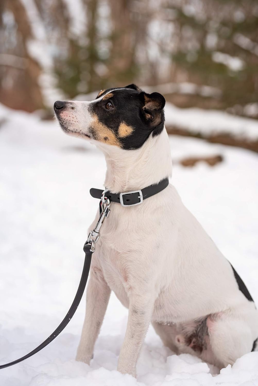 Bond Pet Waterproof Dog Collar - Durable, Comfortable, Adjustable, Wear Resistant and Easy to Clean for Puppies and XSmall Dogs (Orange, XSmall)