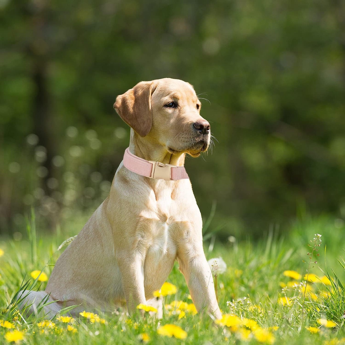 YUDOTE Soft Cotton Dog Collar with Metal Buckle Adjustable Heavy Duty Comfy Corduroy Collars for Small Medium Large Dogs,Black,Small
