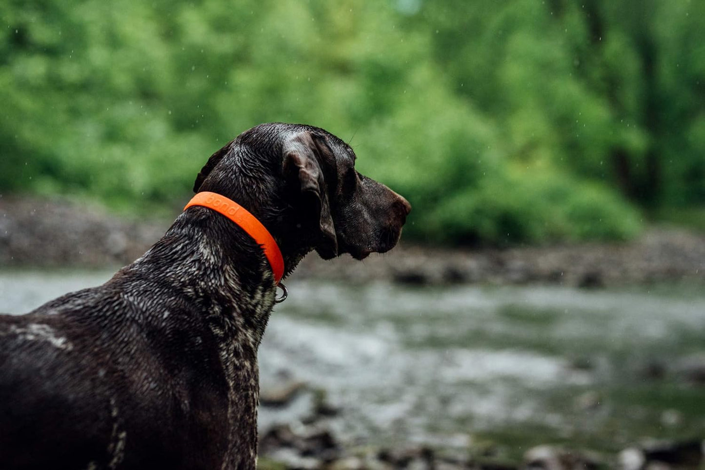 Bond Pet Waterproof Dog Collar - Durable, Comfortable, Adjustable, Wear Resistant and Easy to Clean for Puppies and XSmall Dogs (Orange, XSmall)