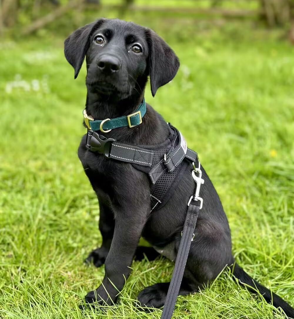 YUDOTE Soft Cotton Dog Collar with Metal Buckle Adjustable Heavy Duty Comfy Corduroy Collars for Small Medium Large Dogs,Black,Small