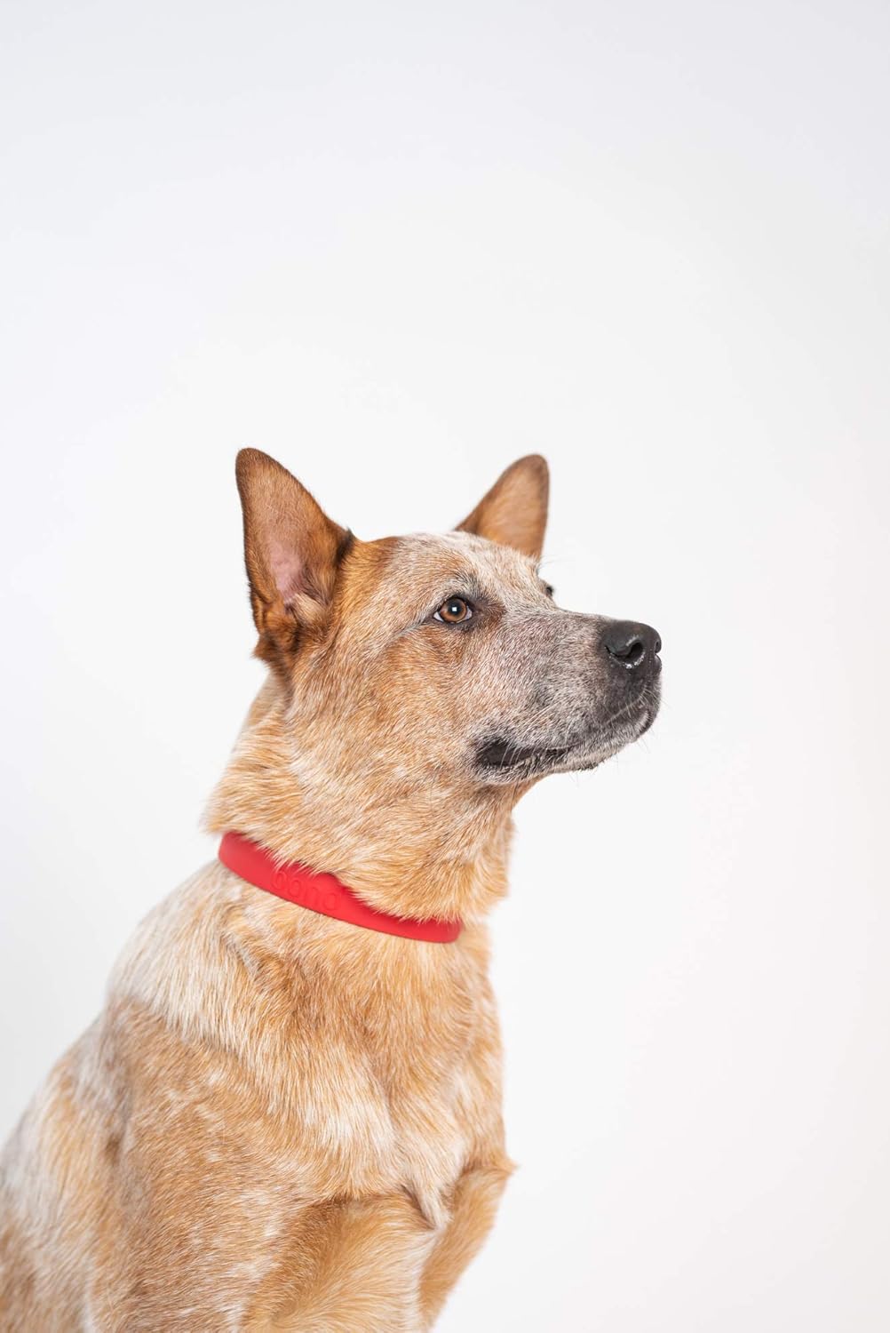 Bond Pet Waterproof Dog Collar - Durable, Comfortable, Adjustable, Wear Resistant and Easy to Clean for Puppies and XSmall Dogs (Orange, XSmall)