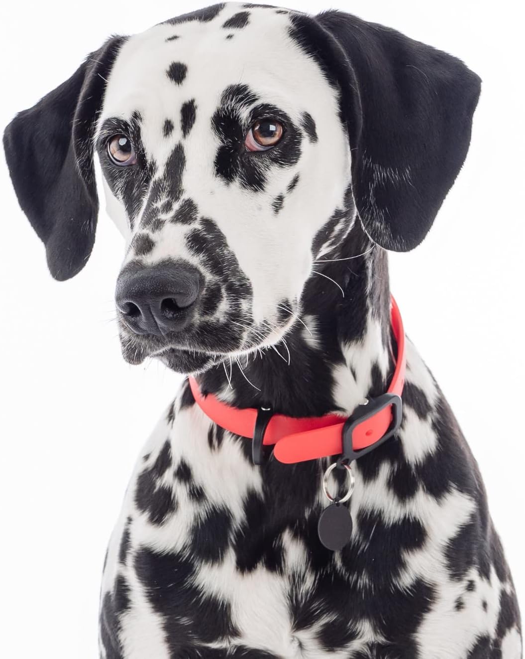 Waterproof Dog Collar - Durable, Comfortable and Adjustable Silicone Dog Collar with Wear Resistant Buckle and ID Tag Ring for Small Dogs by Nuvuq (Black, Small)