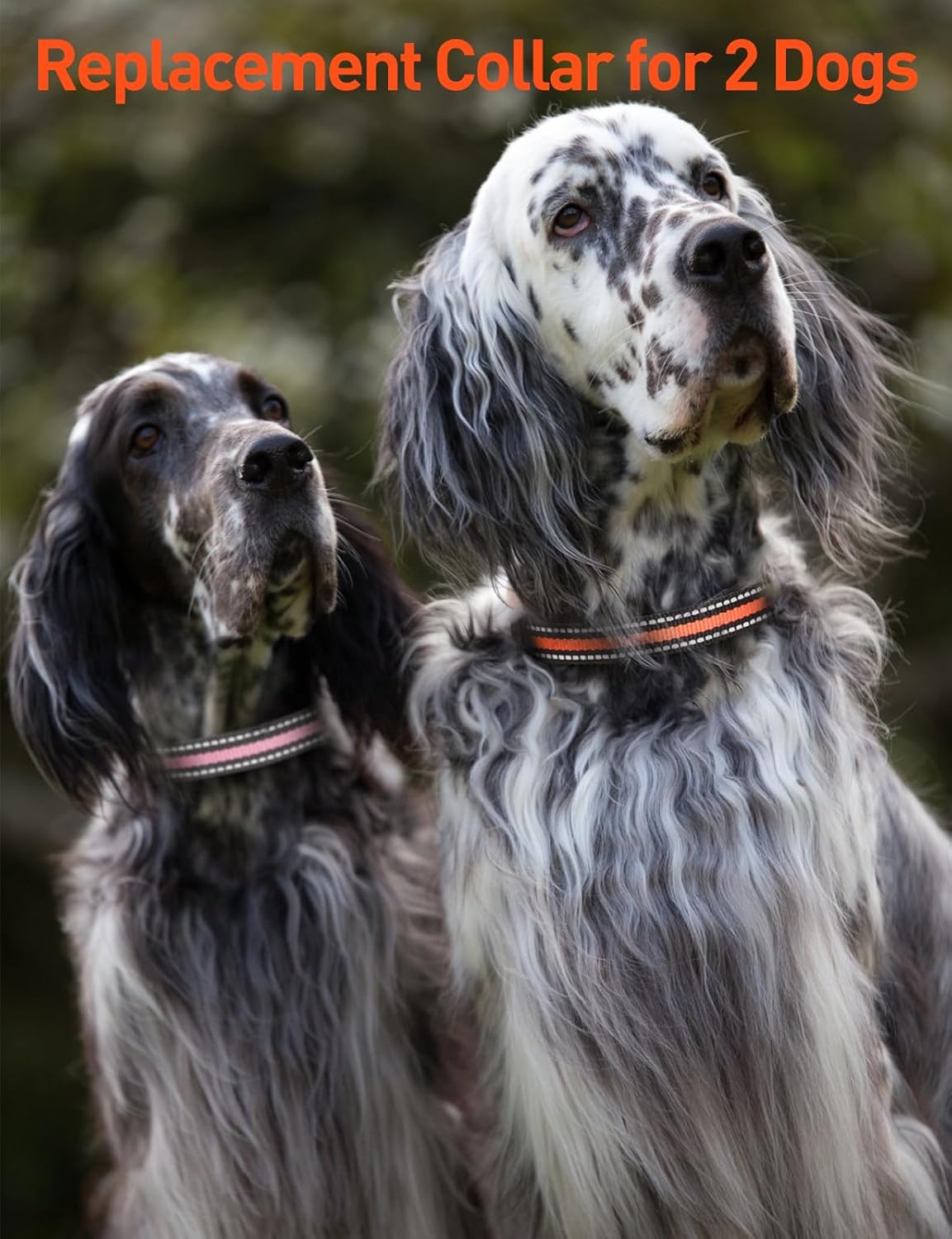 DOGLinsen 2-in-1 Bark and Shock Collar for Dogs, Smart Anti Barking Dog Training Collar with 5 Adjustable Sensitivity, Automatic Bark Collar with Remote, Vibration, Beep, Shock and Automatic