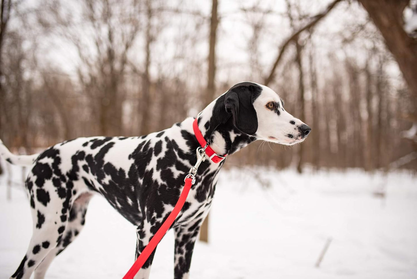 Bond Pet Waterproof Dog Collar - Durable, Comfortable, Adjustable, Wear Resistant and Easy to Clean for Puppies and XSmall Dogs (Orange, XSmall)
