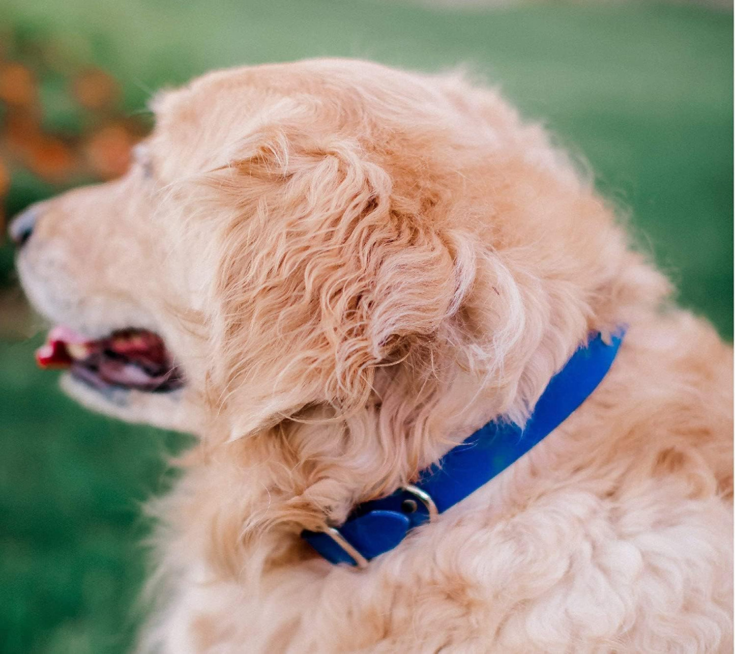 Regal Dog Products Medium Orange Dog Collar with Heavy Duty Double Buckle & D Ring | Vinyl Coated, Custom Fit, Adjustable Biothane Dog Collar Chew Resistant Waterproof Center-Ring Collar for Dogs