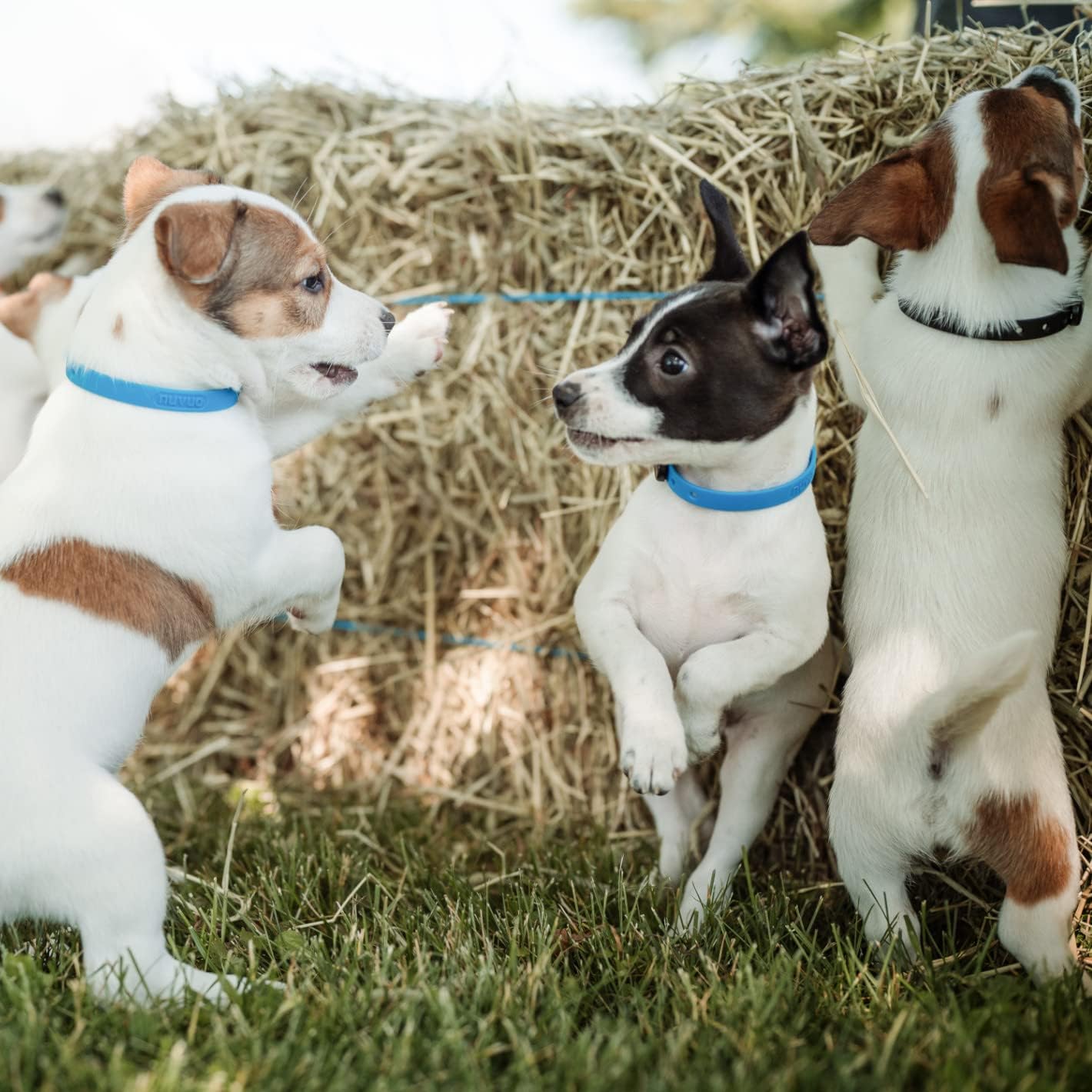 Waterproof Dog Collar - Durable, Comfortable and Adjustable Silicone Dog Collar with Wear Resistant Buckle and ID Tag Ring for Small Dogs by Nuvuq (Black, Small)