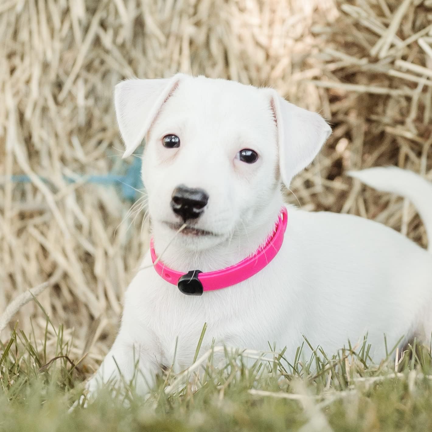 Waterproof Dog Collar - Durable, Comfortable and Adjustable Silicone Dog Collar with Wear Resistant Buckle and ID Tag Ring for Small Dogs by Nuvuq (Black, Small)