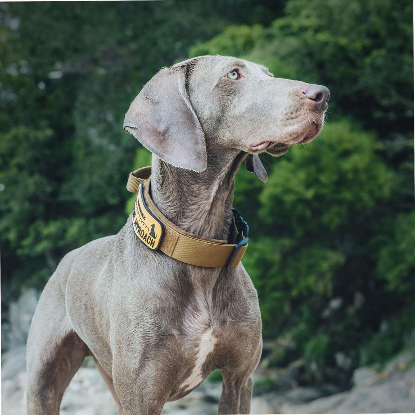 OneTigris Tactical Dog Collars with Handle,Military Dog Collar for Large Dog,Adjustable Nylon Collar German Shepherd Collar with Heavy Duty Metal Buckle for Dog Training and Walking (M, Orange)