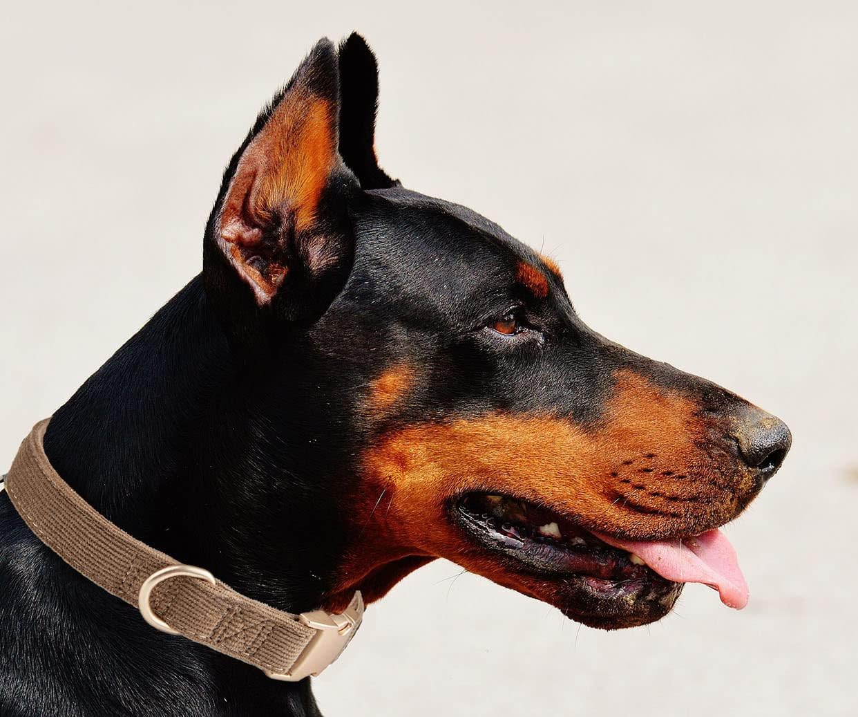YUDOTE Soft Cotton Dog Collar with Metal Buckle Adjustable Heavy Duty Comfy Corduroy Collars for Small Medium Large Dogs,Black,Small