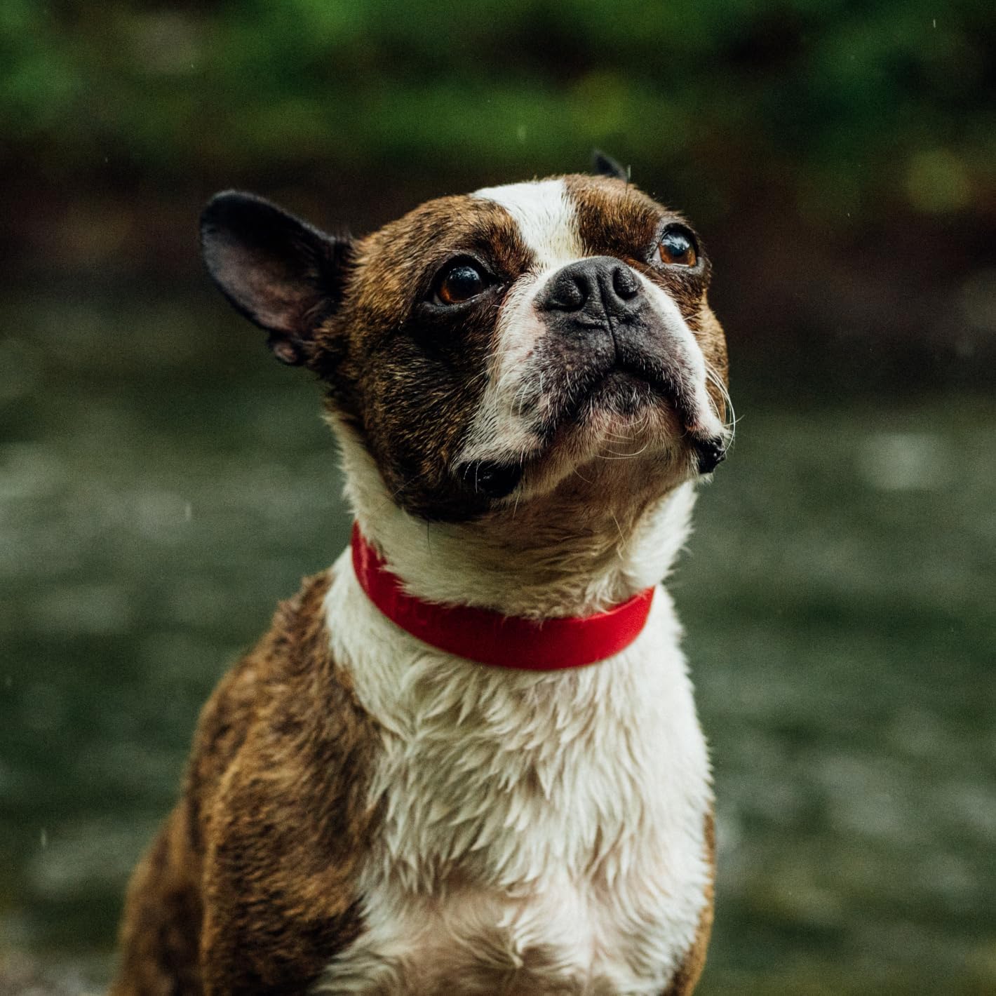 Bond Pet Waterproof Dog Collar - Durable, Comfortable, Adjustable, Wear Resistant and Easy to Clean for Puppies and XSmall Dogs (Orange, XSmall)