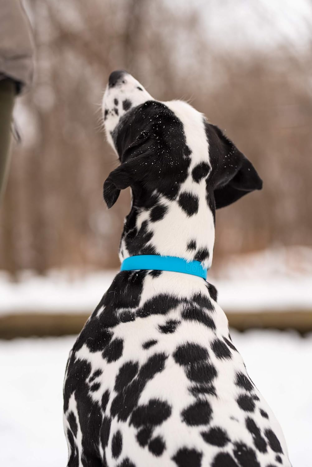 Bond Pet Waterproof Dog Collar - Durable, Comfortable, Adjustable, Wear Resistant and Easy to Clean for Puppies and XSmall Dogs (Orange, XSmall)