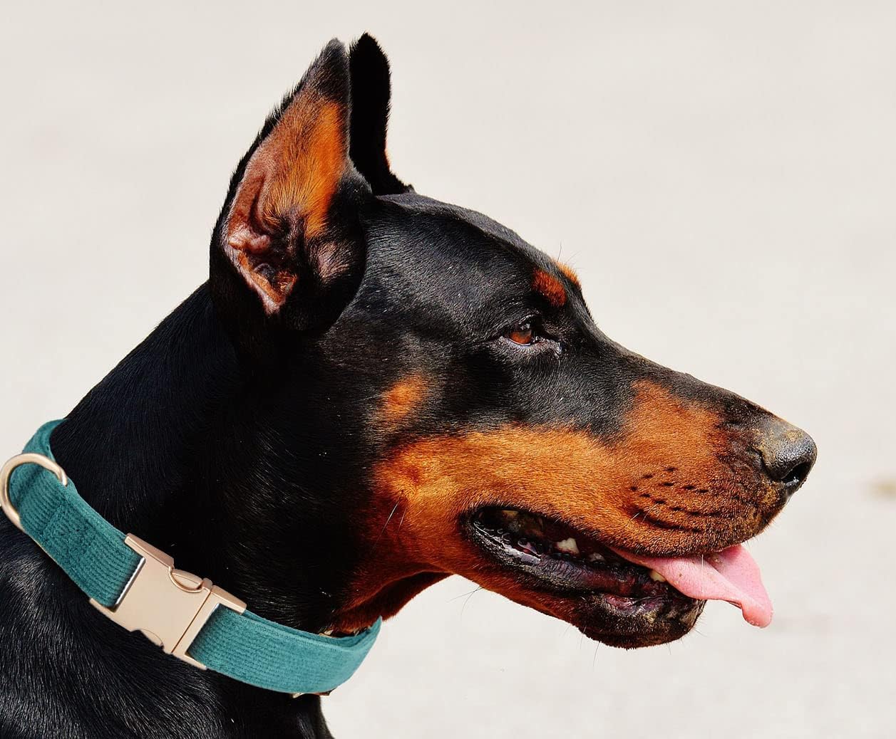 YUDOTE Soft Cotton Dog Collar with Metal Buckle Adjustable Heavy Duty Comfy Corduroy Collars for Small Medium Large Dogs,Black,Small