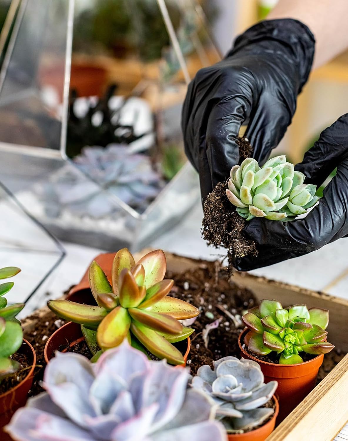 Melphoe Puppy’s Mom 12 Pieces Mini Garden Hand Transplanting Succulent Tools Miniature Planting, Set for Indoor Fairy Care, Potting, Cactus, Houseplant, Bonsai Tools, Bonsai Kit (Black)