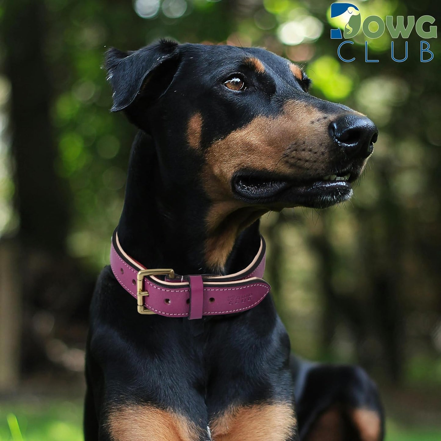 DowgClub | Genuine Leather Dog Collar | Full Grain, Heavy Duty | Comfortable, Strong | Best for Pups, Small, Medium & Large Breeds | Pink, Brown, Black, Tan