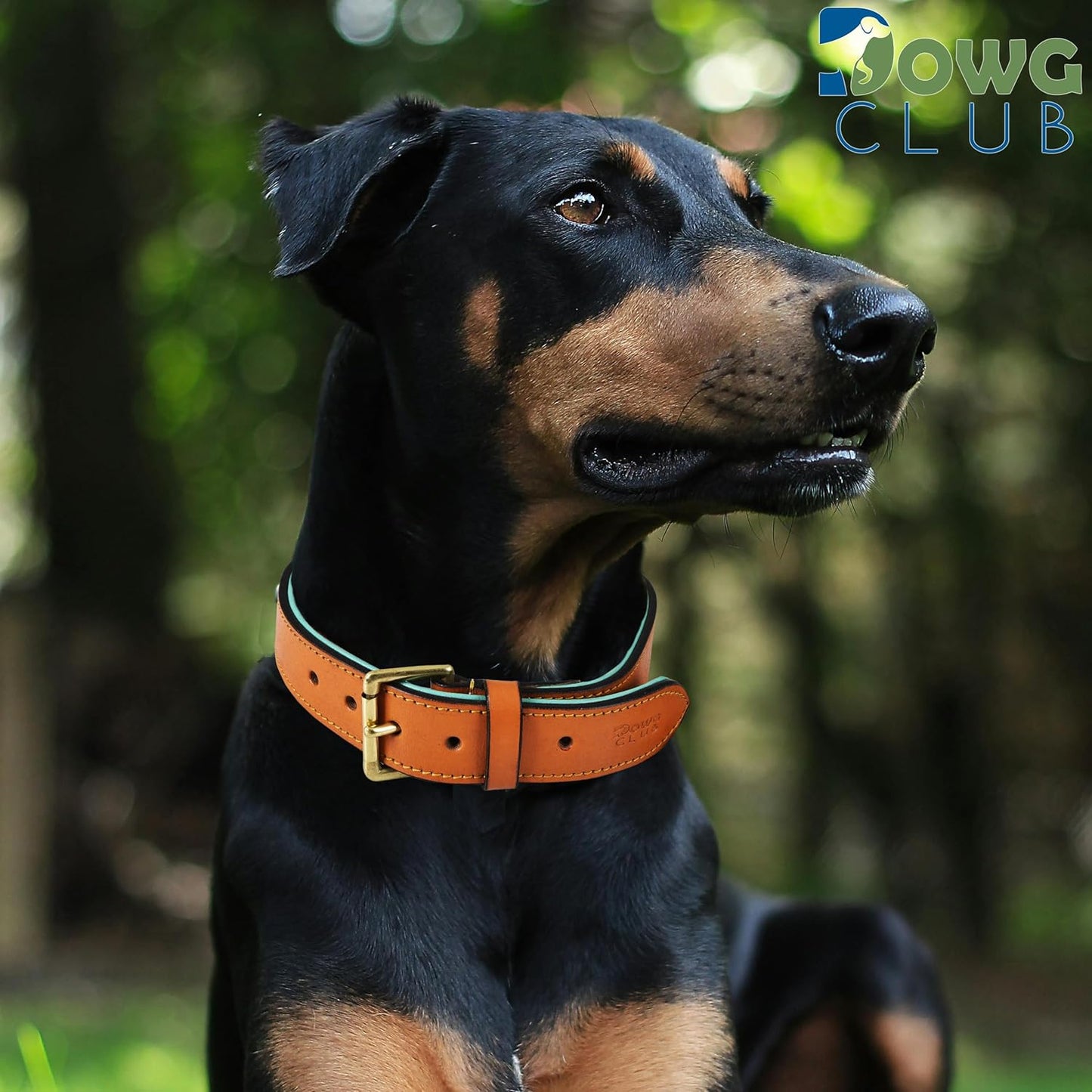 DowgClub | Genuine Leather Dog Collar | Full Grain, Heavy Duty | Comfortable, Strong | Best for Pups, Small, Medium & Large Breeds | Pink, Brown, Black, Tan
