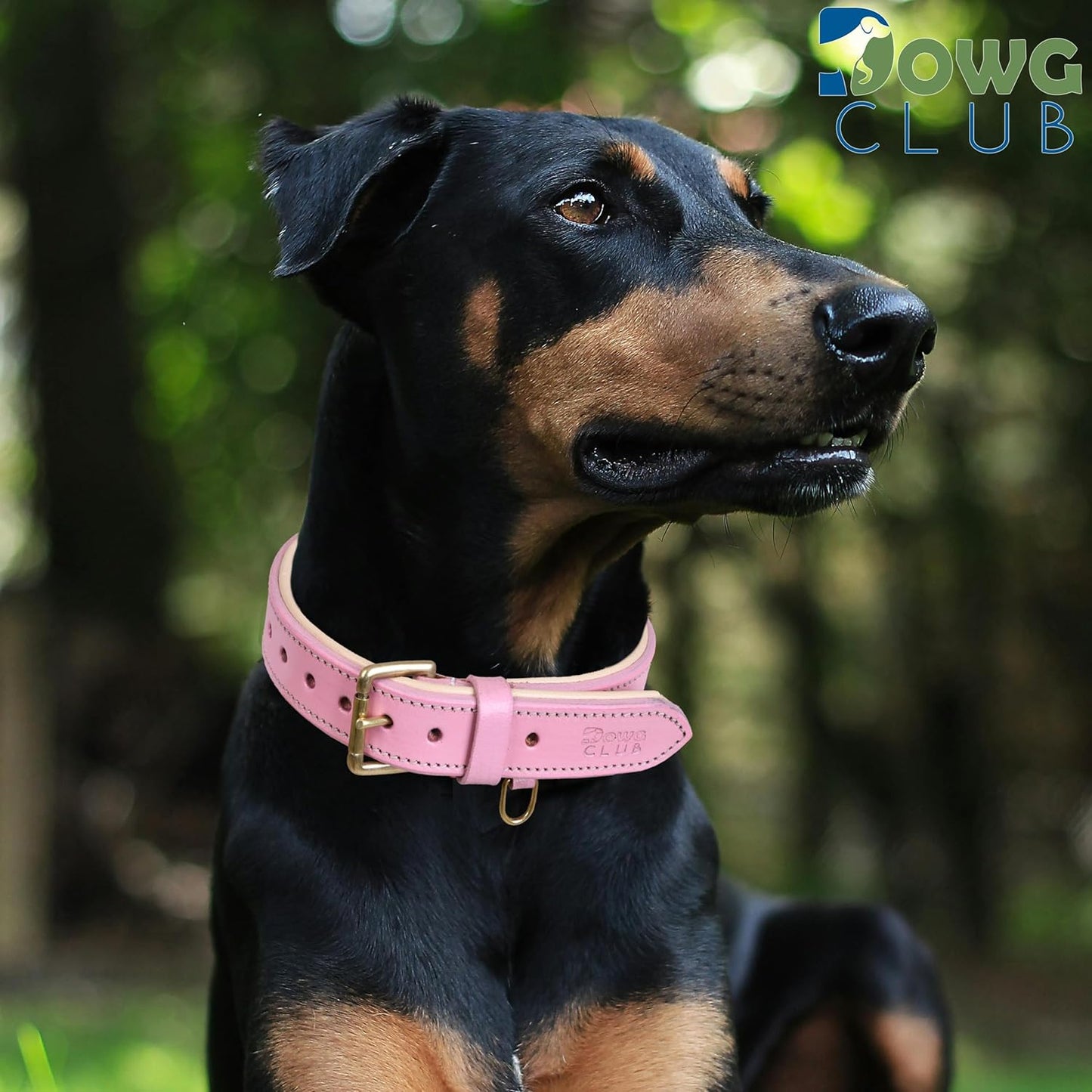 DowgClub | Genuine Leather Dog Collar | Full Grain, Heavy Duty | Comfortable, Strong | Best for Pups, Small, Medium & Large Breeds | Pink, Brown, Black, Tan