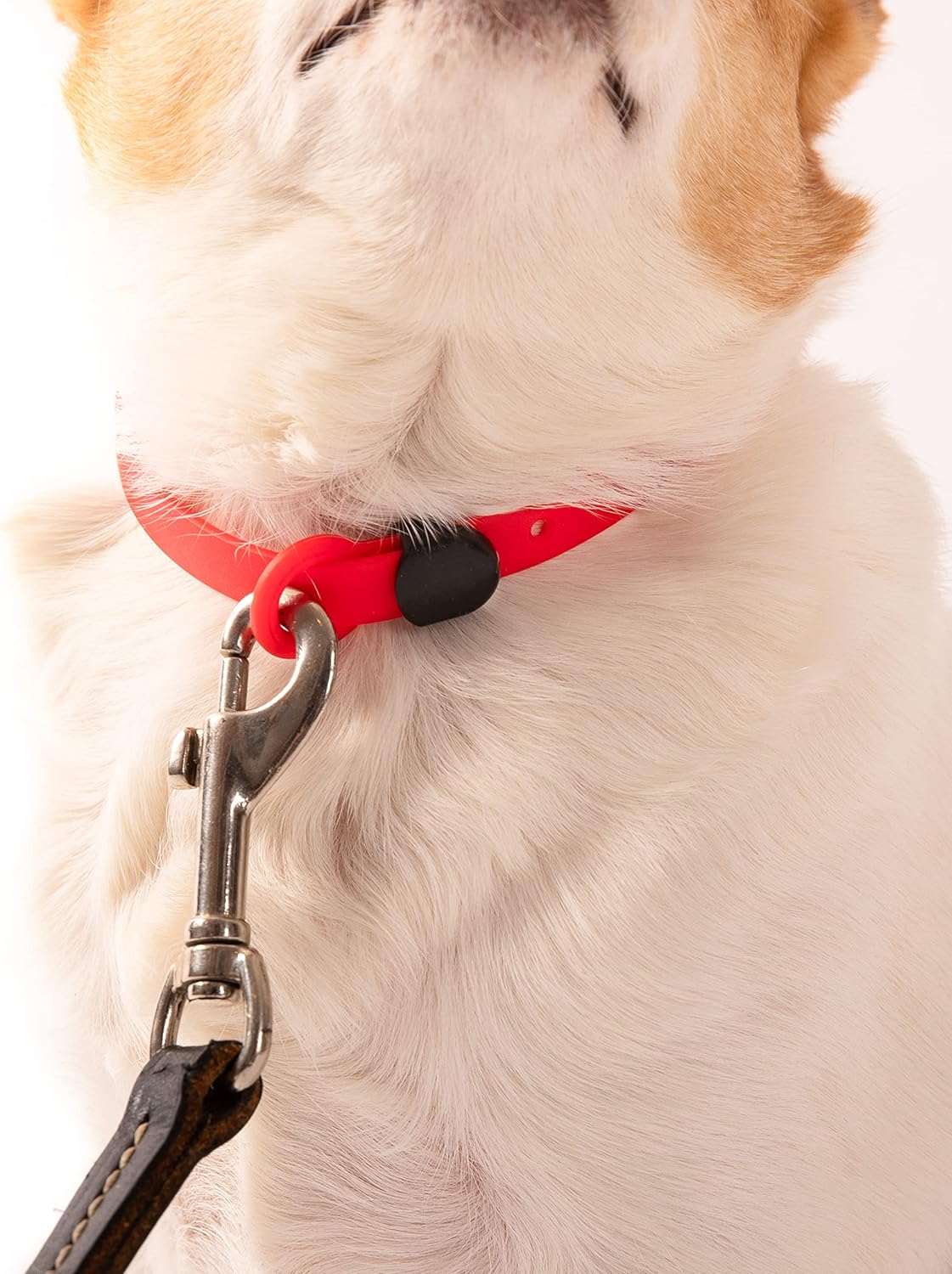 Waterproof Dog Collar - Durable, Comfortable and Adjustable Silicone Dog Collar with Wear Resistant Buckle and ID Tag Ring for Small Dogs by Nuvuq (Black, Small)