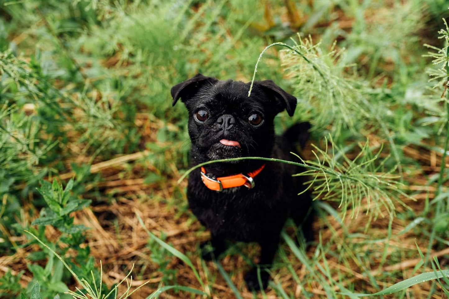 Bond Pet Waterproof Dog Collar - Durable, Comfortable, Adjustable, Wear Resistant and Easy to Clean for Puppies and XSmall Dogs (Orange, XSmall)