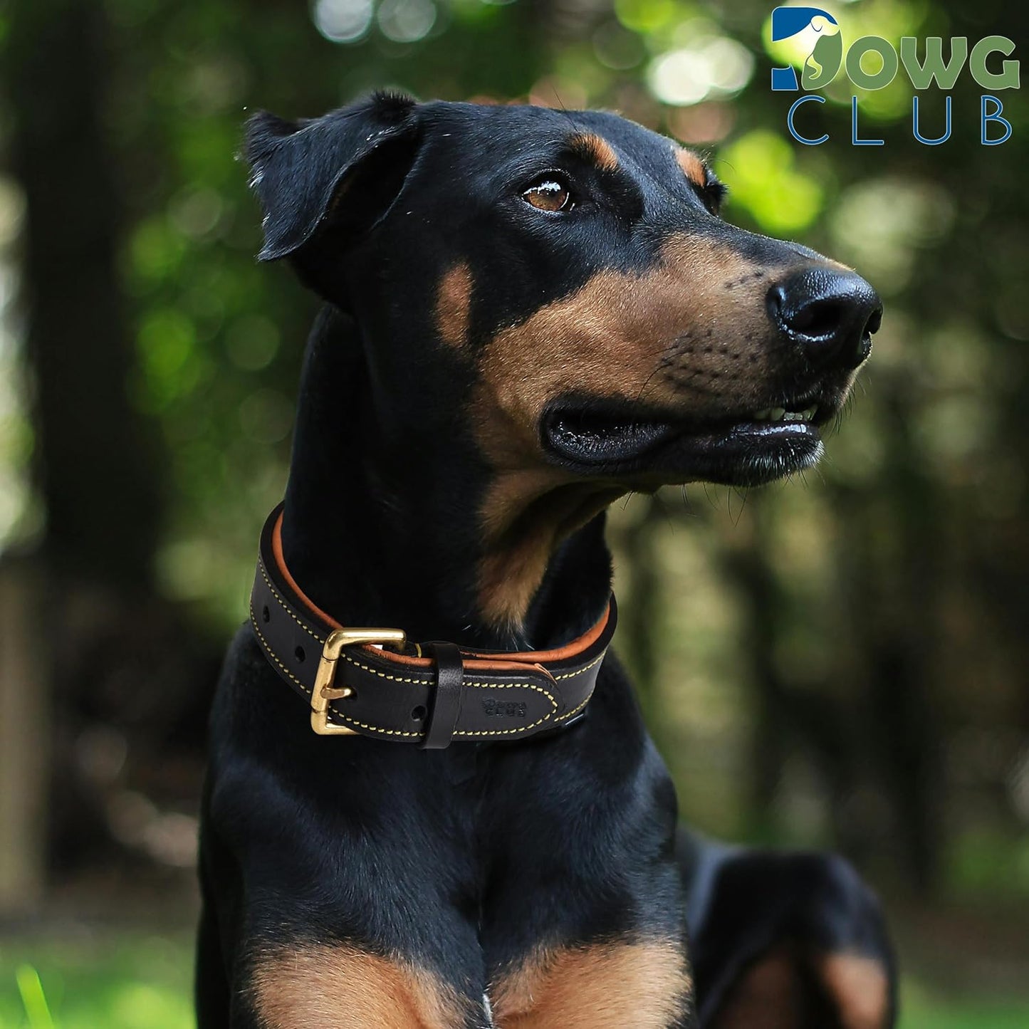 DowgClub | Genuine Leather Dog Collar | Full Grain, Heavy Duty | Comfortable, Strong | Best for Pups, Small, Medium & Large Breeds | Pink, Brown, Black, Tan