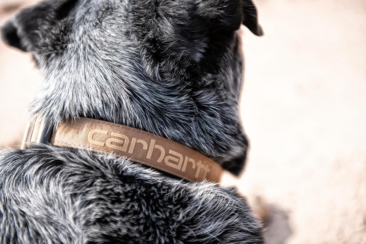 Carhartt Journeyman Dog Collar, Premium Rugged Construction Pet Collar