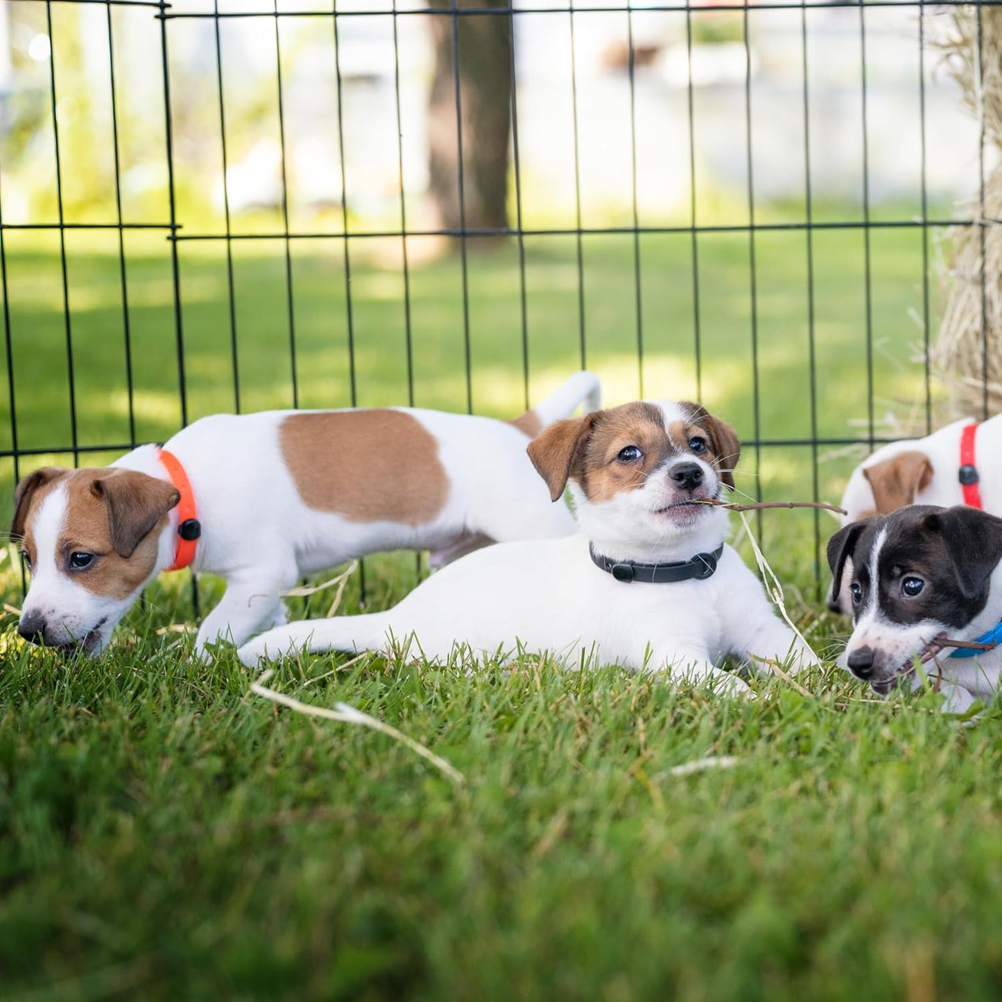 Waterproof Dog Collar - Durable, Comfortable and Adjustable Silicone Dog Collar with Wear Resistant Buckle and ID Tag Ring for Small Dogs by Nuvuq (Black, Small)