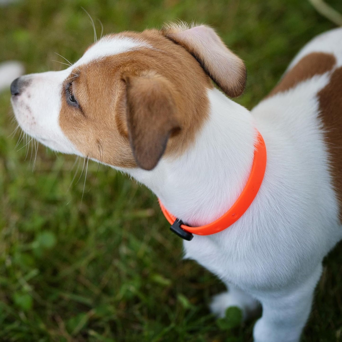 Waterproof Dog Collar - Durable, Comfortable and Adjustable Silicone Dog Collar with Wear Resistant Buckle and ID Tag Ring for Small Dogs by Nuvuq (Black, Small)