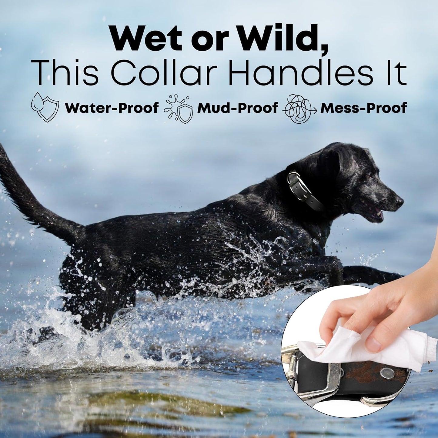 Regal Dog Products Medium Black Waterproof Dog Collar with Gold Buckle, Resilient and Durable Materials, Comfortable Design - for Small, Medium, and Large Breed Dogs