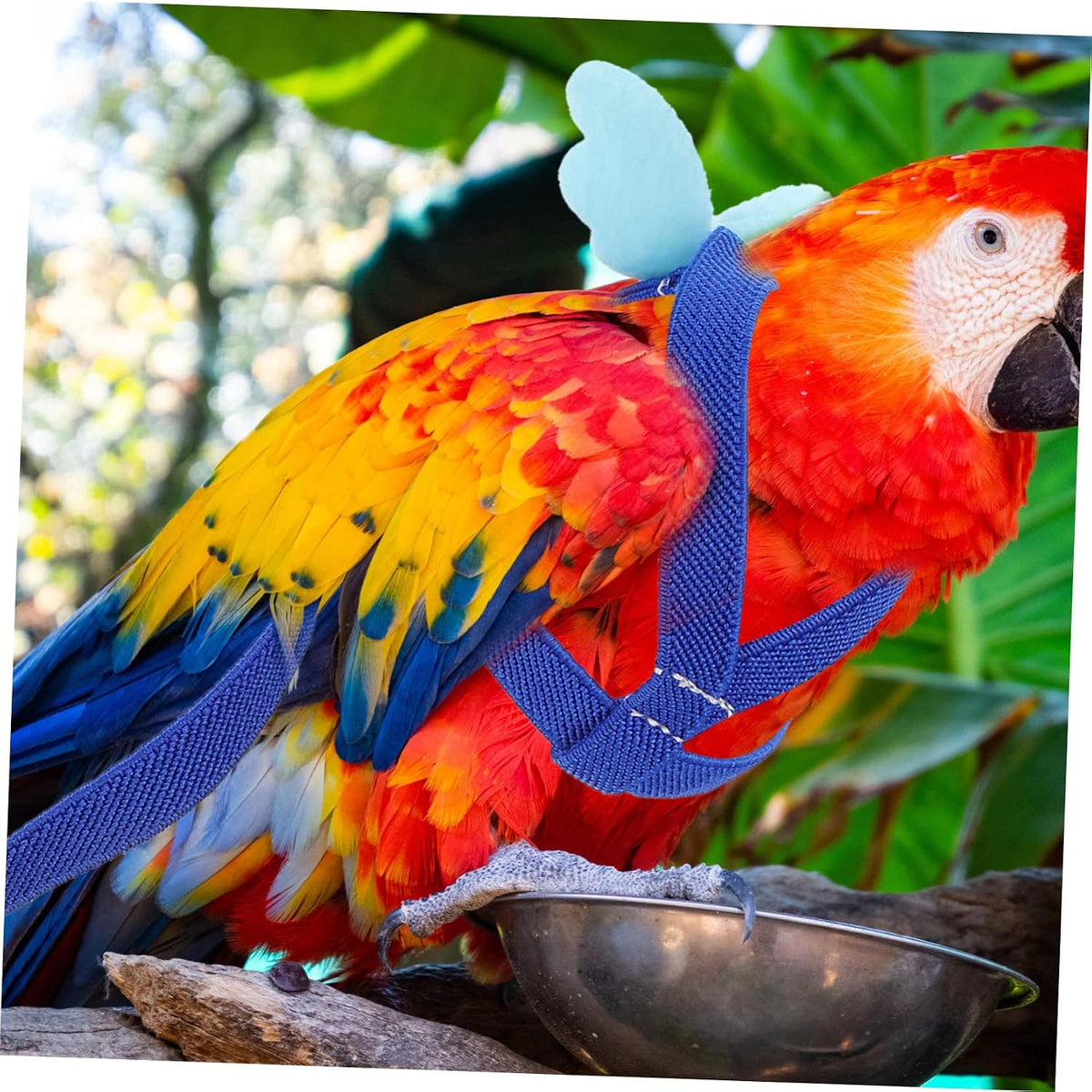 BESPORTBLE 4pcs Bird Training Rope Parrot Harness Leash for Pet Supply Training Harness Set for Small Birds