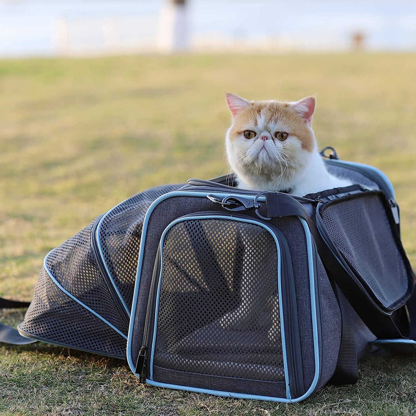 Petsfit Expandable Cat Dog Carrier Airline Approved, 17" L x 11" W x 11" H Soft-Sided Portable Pet Travel Carrier for Kitten, Puppy, Removable Soft Plush Mat and Pockets, Auto-Locking Zippers