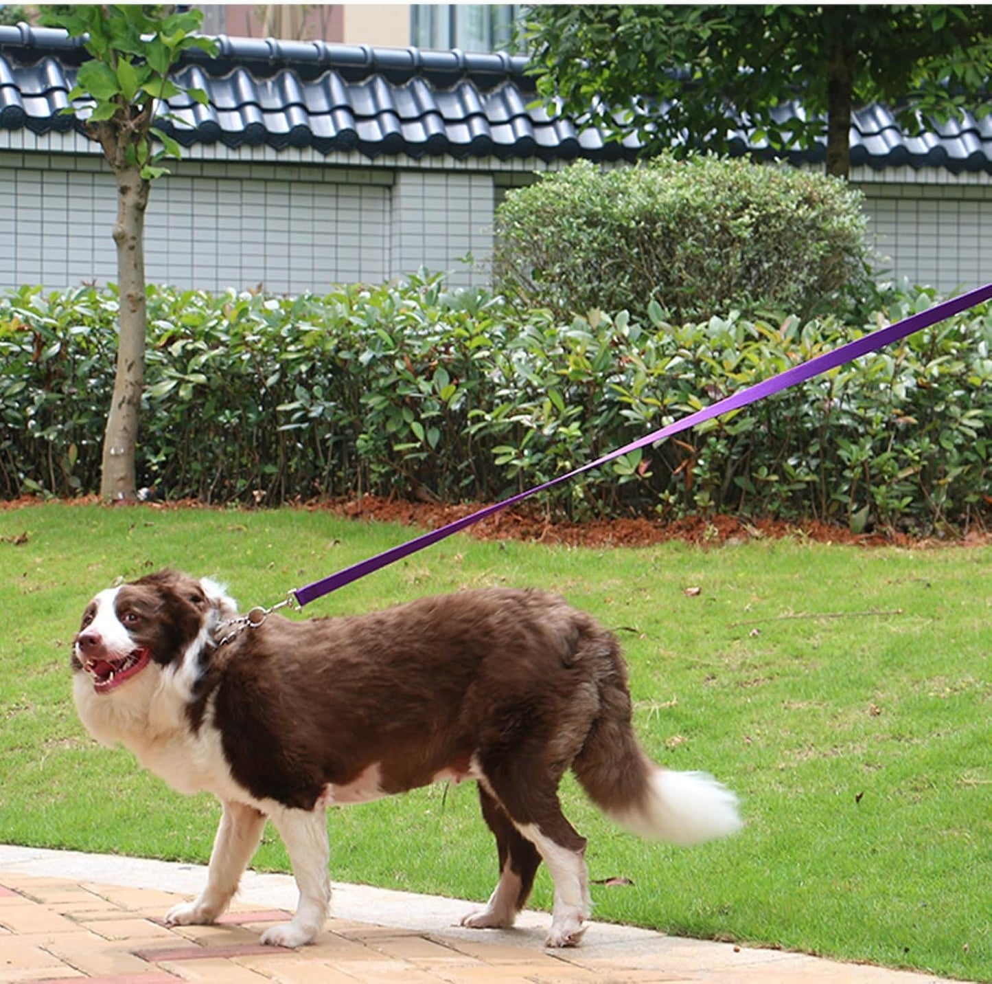 AMAGOOD Dog/Puppy Obedience Recall Training Agility Lead-15 ft 20 ft 30 ft 50 ft Long Leash-for Dog Training,Tie Out,Play,Safety,Camping (15 feet, Black) - PuriLite