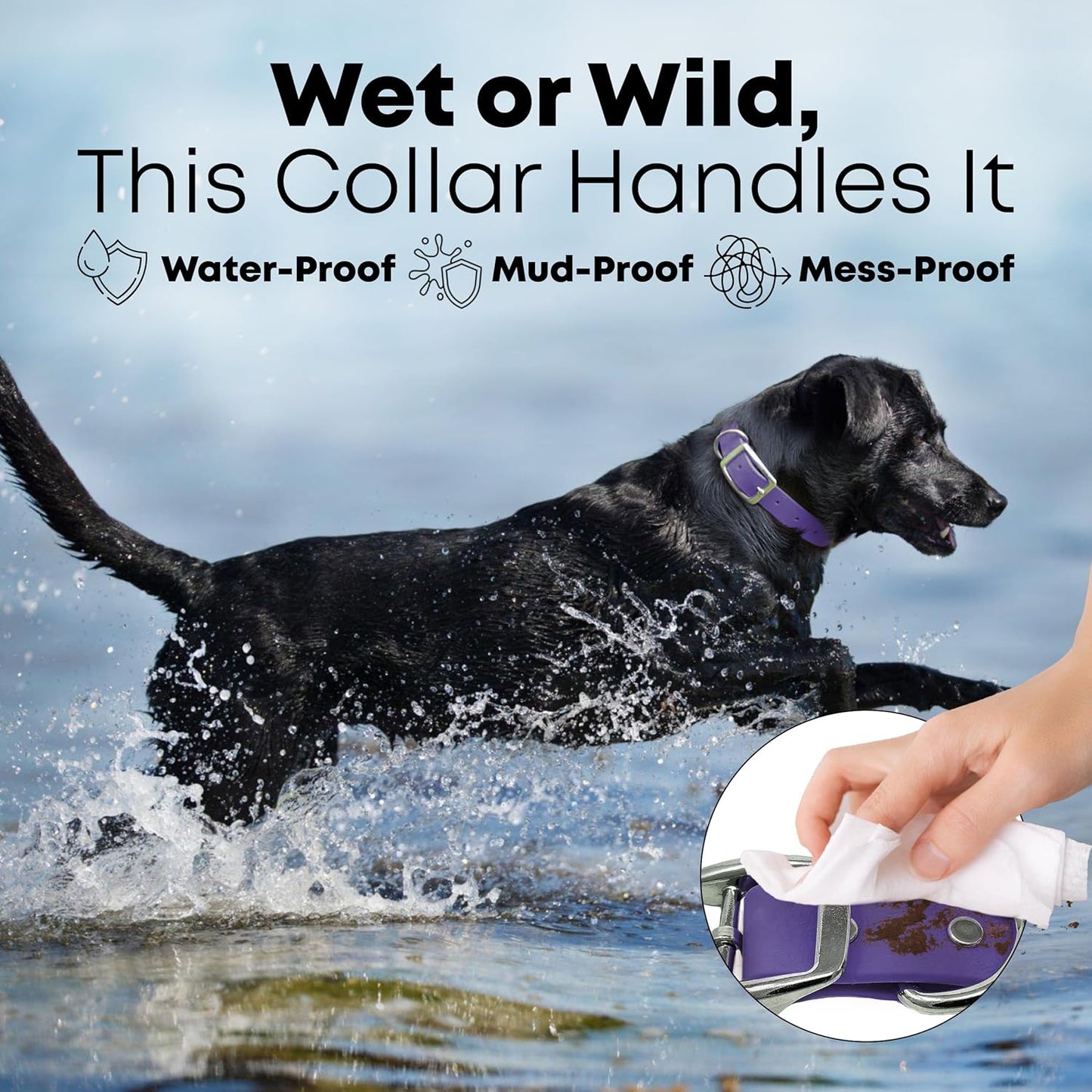 Regal Dog Products Medium Black Waterproof Dog Collar with Gold Buckle, Resilient and Durable Materials, Comfortable Design - for Small, Medium, and Large Breed Dogs