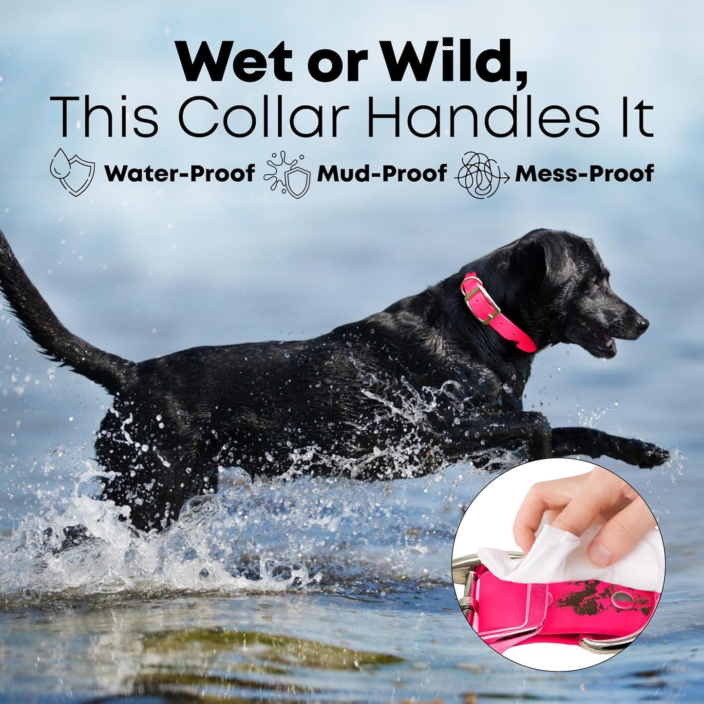 Regal Dog Products Medium Black Waterproof Dog Collar with Gold Buckle, Resilient and Durable Materials, Comfortable Design - for Small, Medium, and Large Breed Dogs