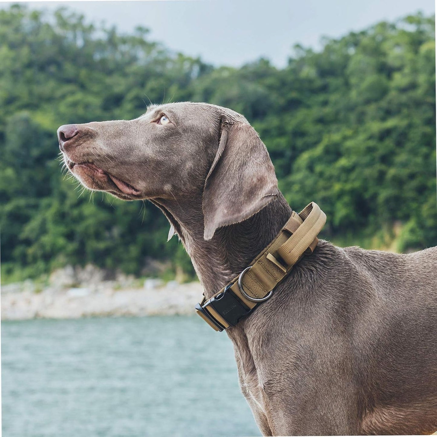 OneTigris Tactical Dog Collars with Handle,Military Dog Collar for Large Dog,Adjustable Nylon Collar German Shepherd Collar with Heavy Duty Metal Buckle for Dog Training and Walking (M, Orange)