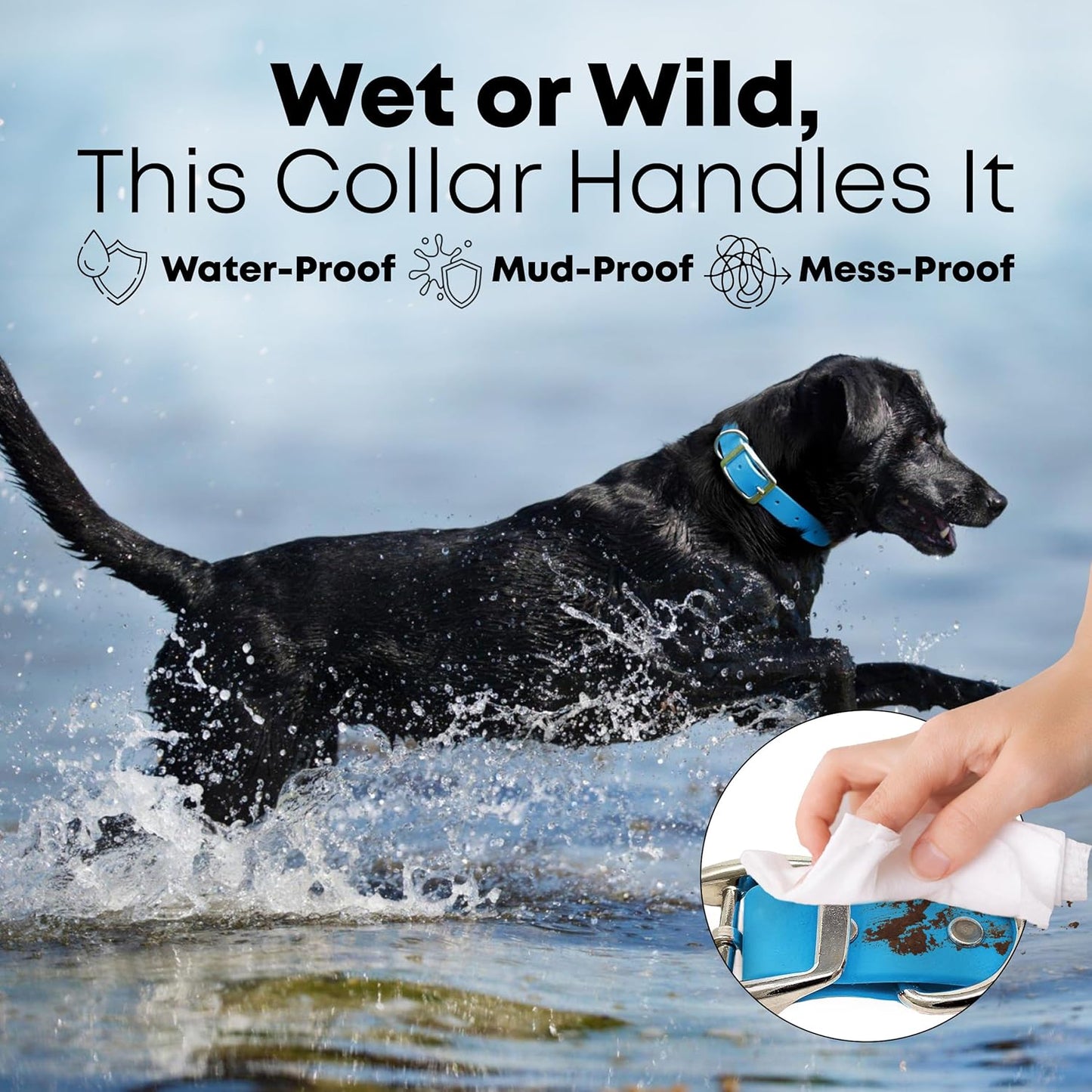 Regal Dog Products Medium Black Waterproof Dog Collar with Gold Buckle, Resilient and Durable Materials, Comfortable Design - for Small, Medium, and Large Breed Dogs