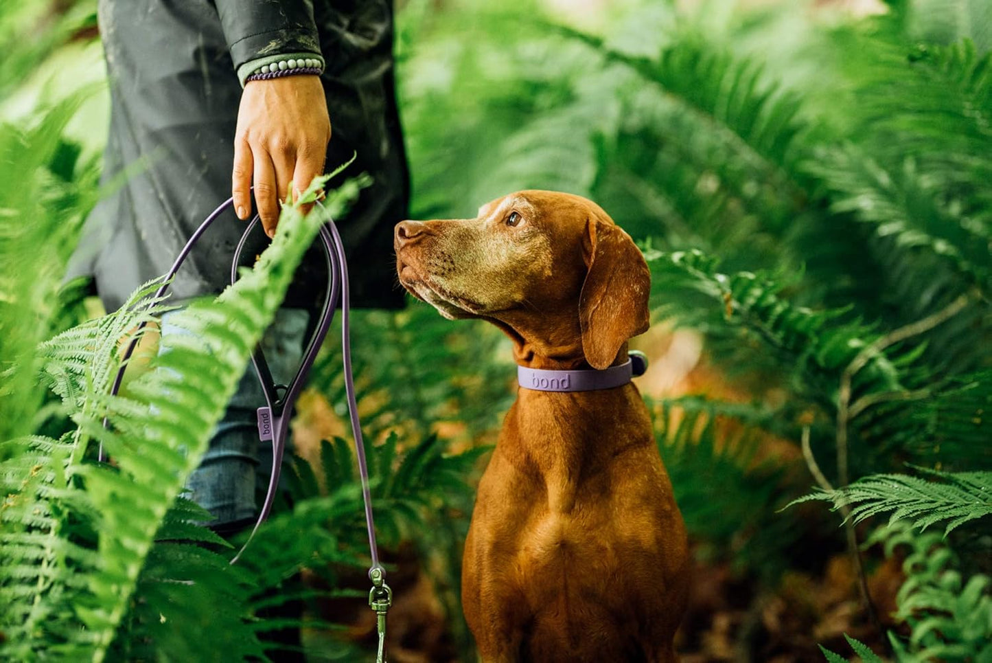 Bond Pet Waterproof Dog Collar - Durable, Comfortable, Adjustable, Wear Resistant and Easy to Clean for Puppies and XSmall Dogs (Orange, XSmall)