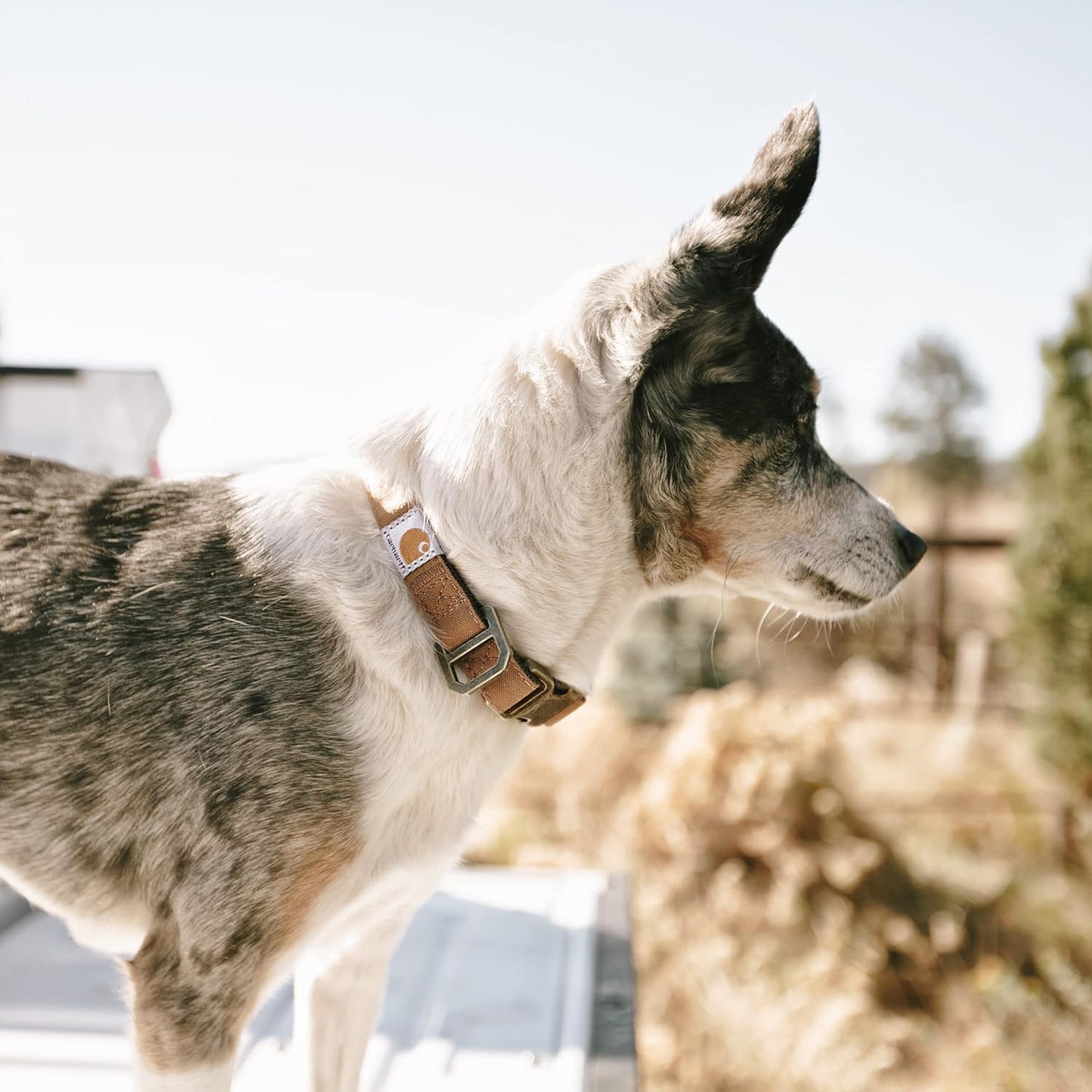 Carhartt Journeyman Dog Collar, Premium Rugged Construction Pet Collar