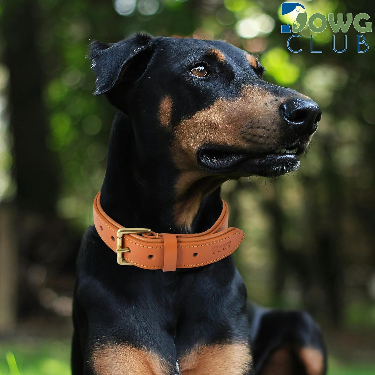 DowgClub | Genuine Leather Dog Collar | Full Grain, Heavy Duty | Comfortable, Strong | Best for Pups, Small, Medium & Large Breeds | Pink, Brown, Black, Tan